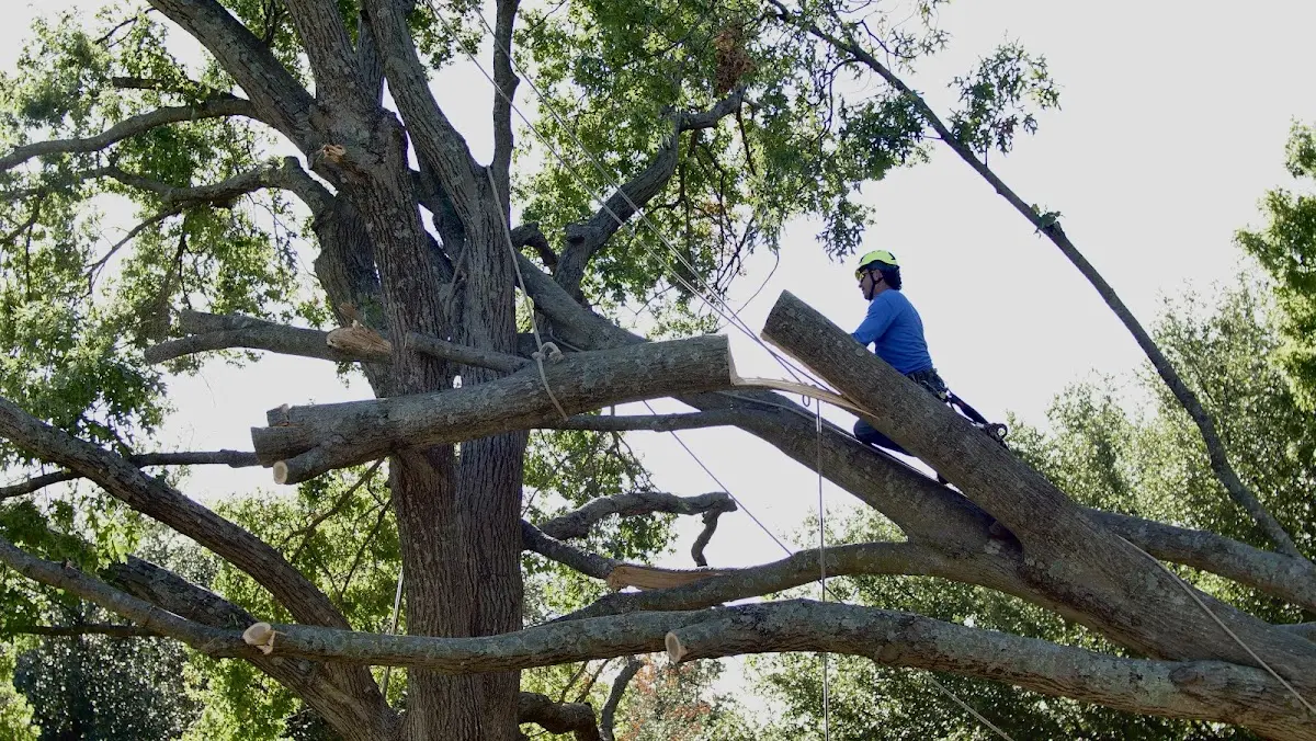 Professional Crown Thinning performed by certified arborists in Hustler